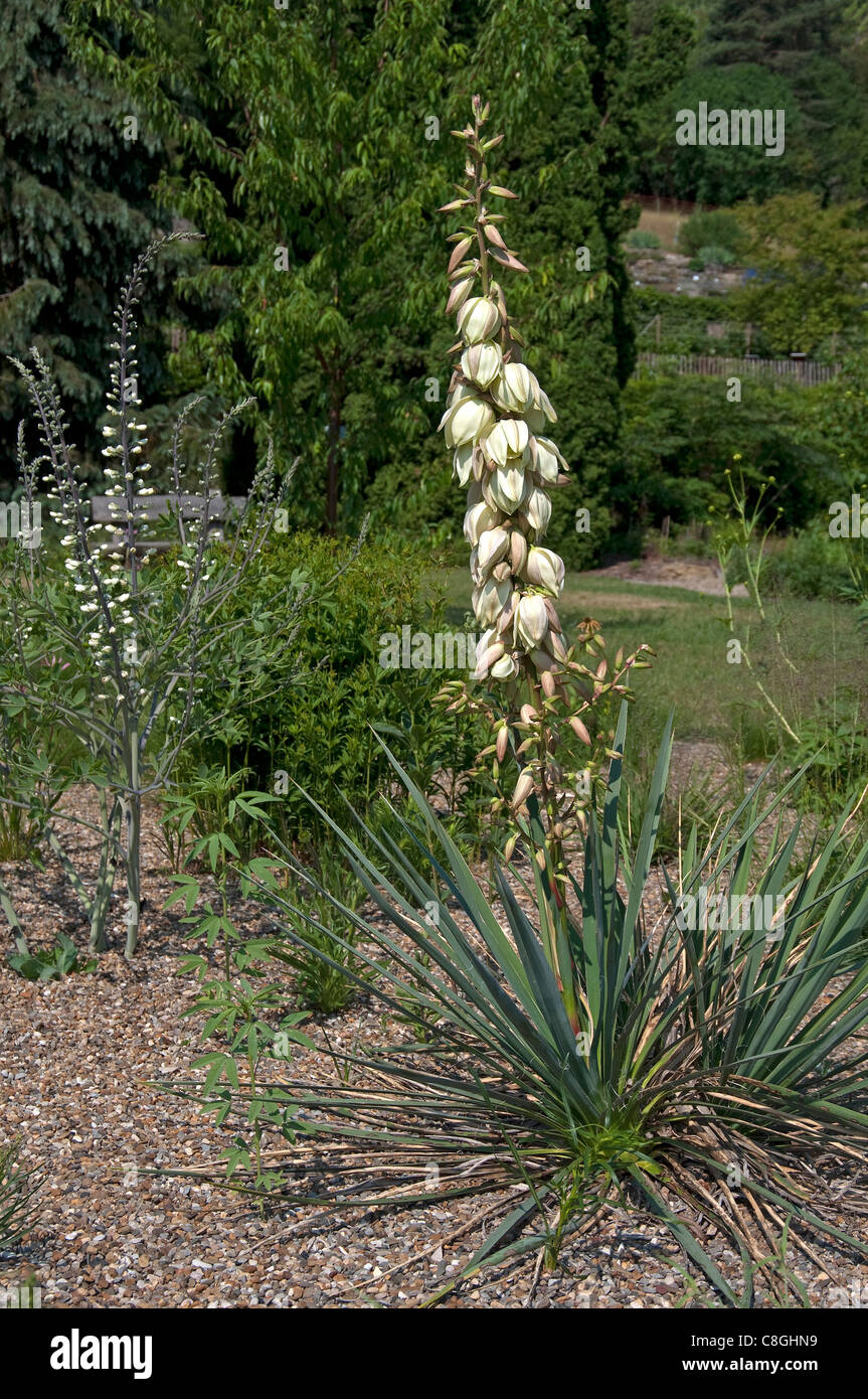 Hojas débiles Yucca flaccida (yuca), planta con flores. Foto de stock