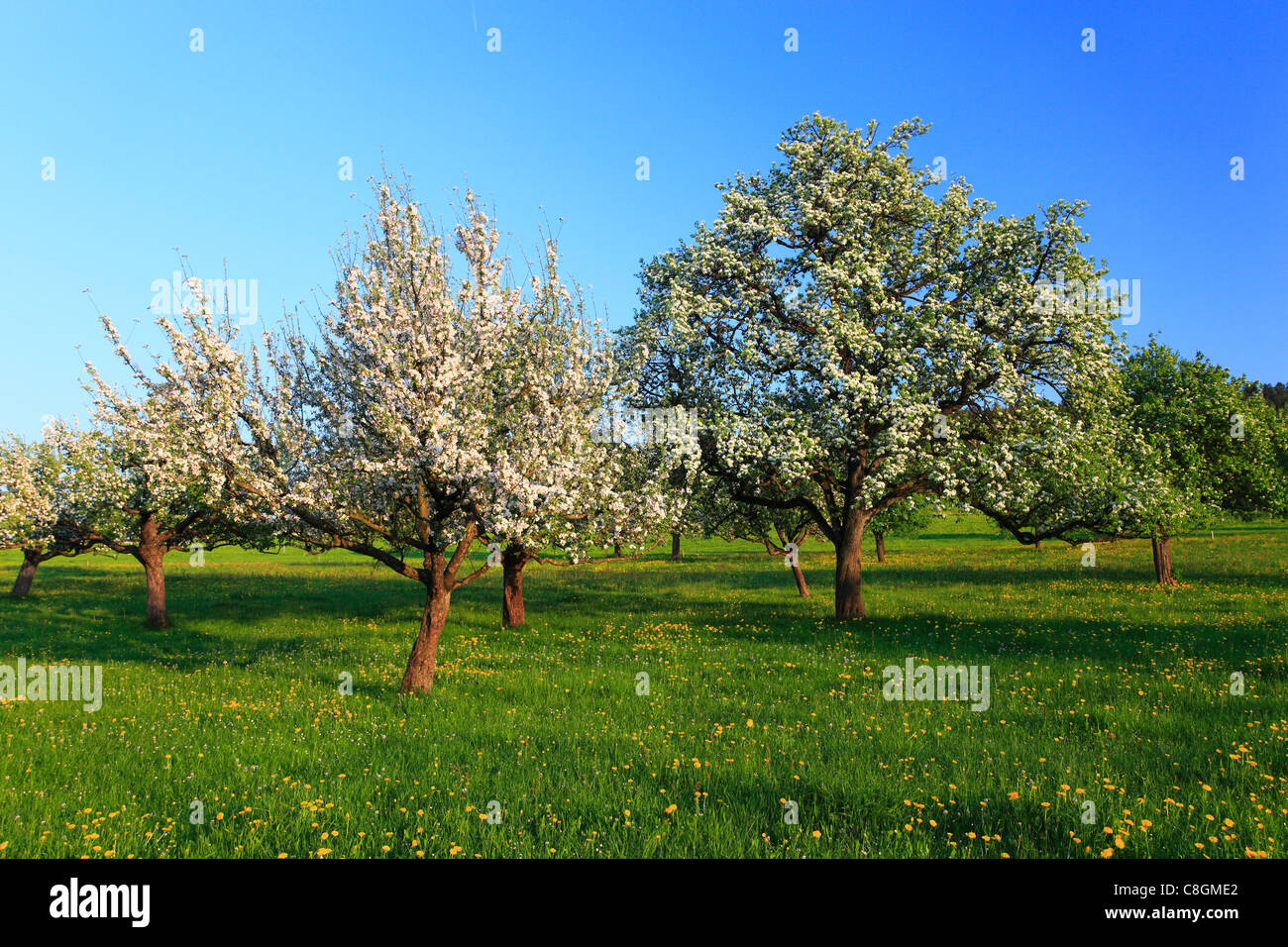 Agraria, árbol, peral, peras, peras, flor, florecer, flor, esplendor, campo, flora, primavera, pata de cabra, Buttercup, sky, po Fotografía de stock - Alamy Agraria, árbol, peral, peras, peras, flor, florecer, flor, esplendor, campo, flora, primavera, pata de cabra, Buttercup, sky, po Fotografía de stock - Alamy