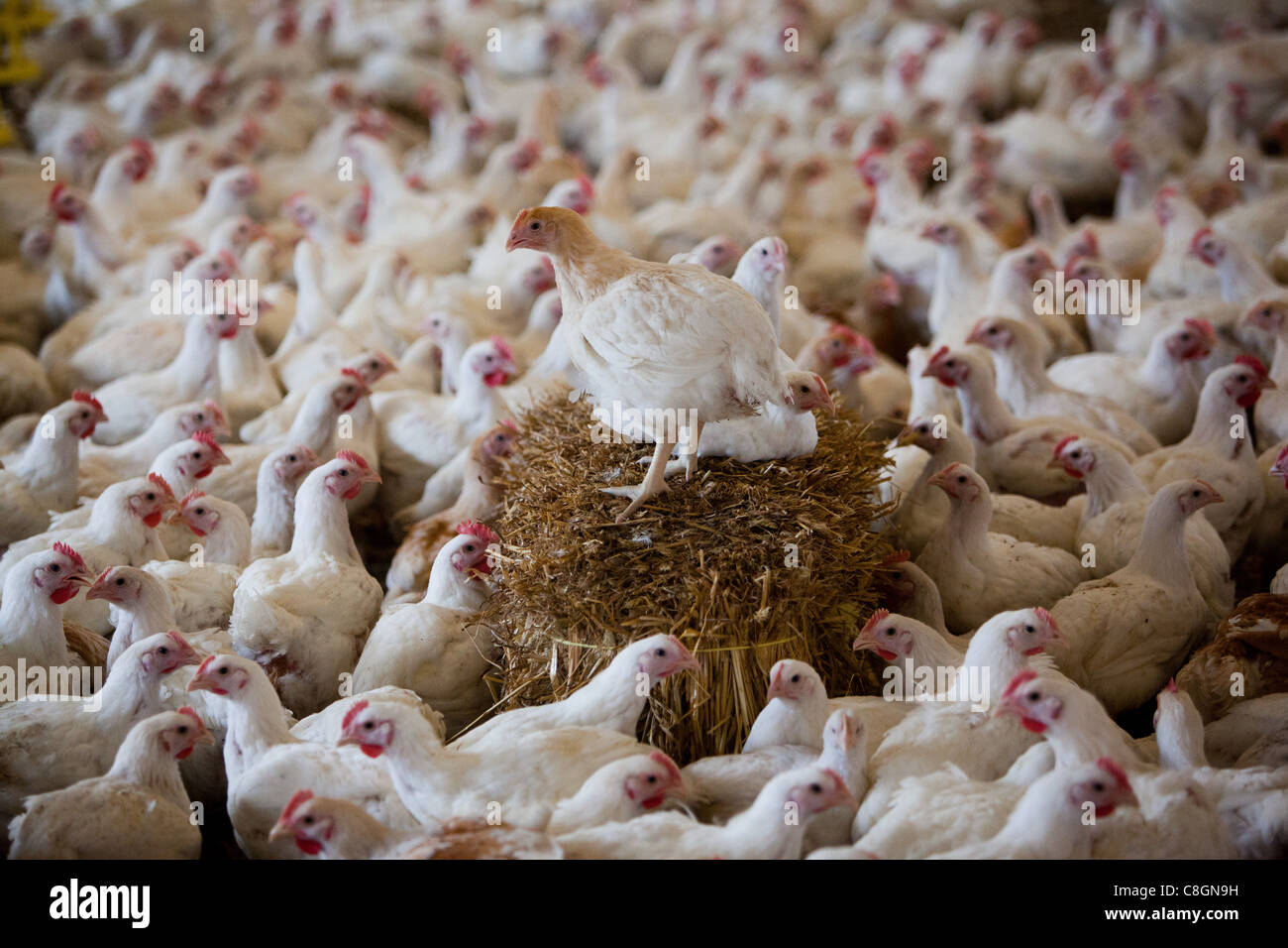 Chick donde se posan en el granero en libertad certificada de alimentos granja avícola. Somerset. Reino Unido. Foto de stock