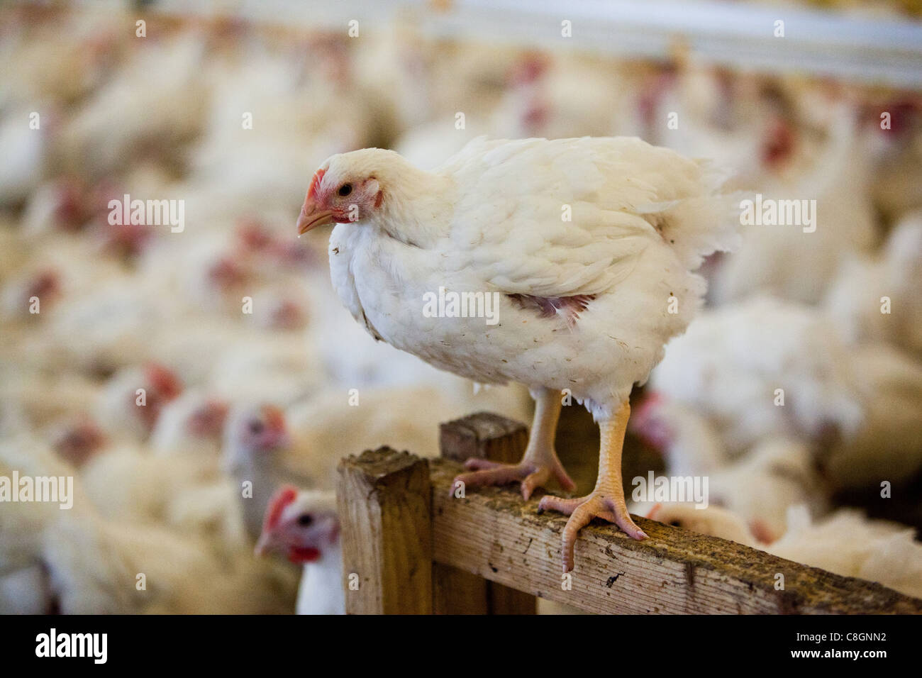 Chick donde se posan en el granero en libertad certificada de alimentos granja avícola. Somerset. Reino Unido. Foto de stock