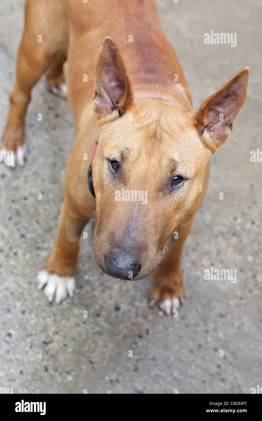 Bull terrier ingles hembra fotografías e imágenes de alta resolución - Alamy