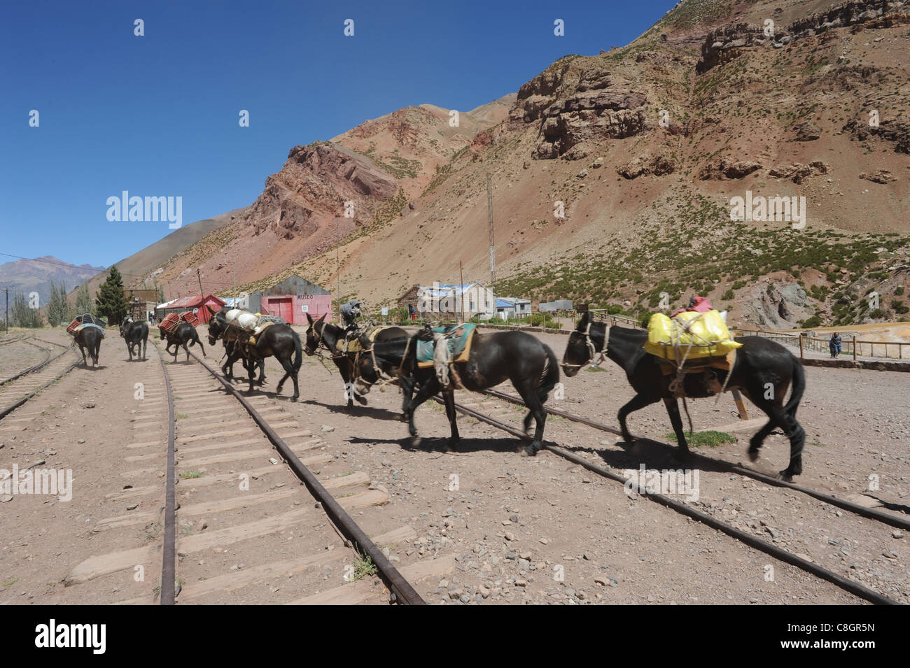 La Argentina, América del Sur, los Andes, los rieles, caballos, cargas, transporte, Puente del Inca, Mendoza Foto de stock