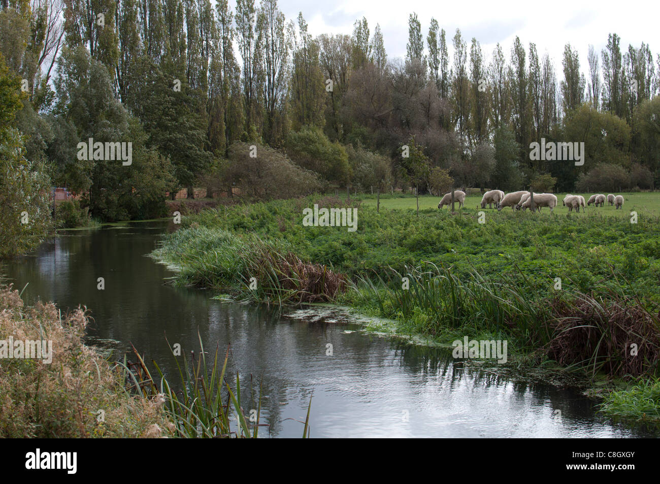 Río Leam cerca de su conjunción con el río Avon, Leamington Spa, REINO UNIDO Foto de stock