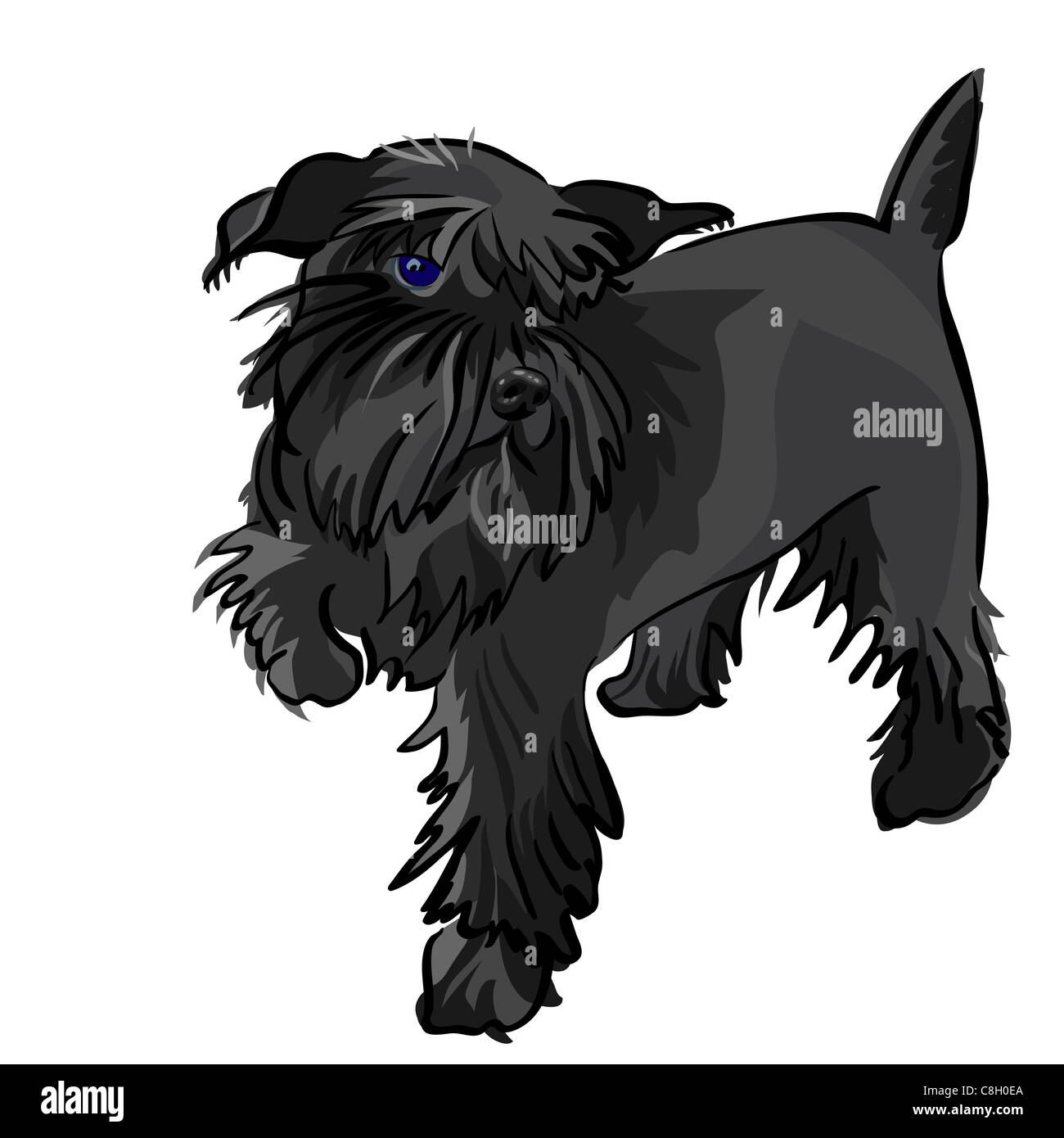 Perro de raza Schnauzer miniatura negro Fotografía de stock - Alamy