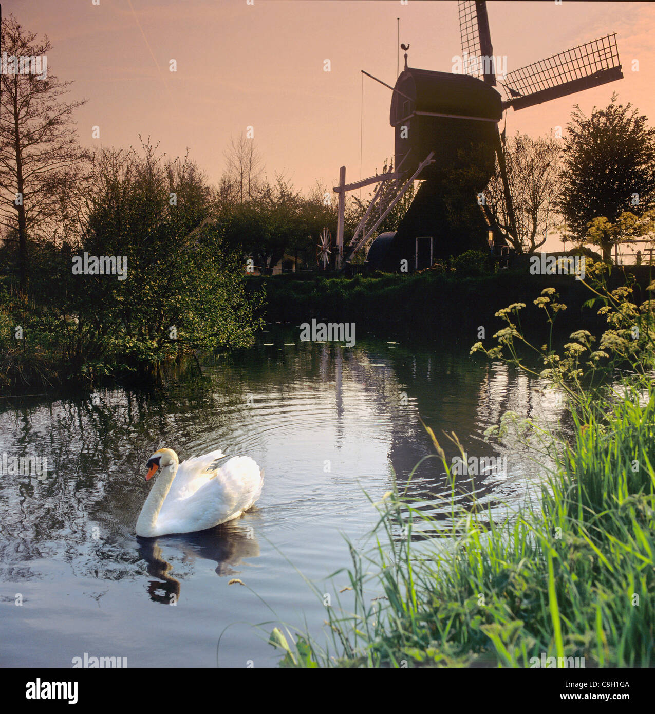 Países Bajos, Holanda, Europa, Utrecht, Tienhoven, molino de viento, el cisne Foto de stock