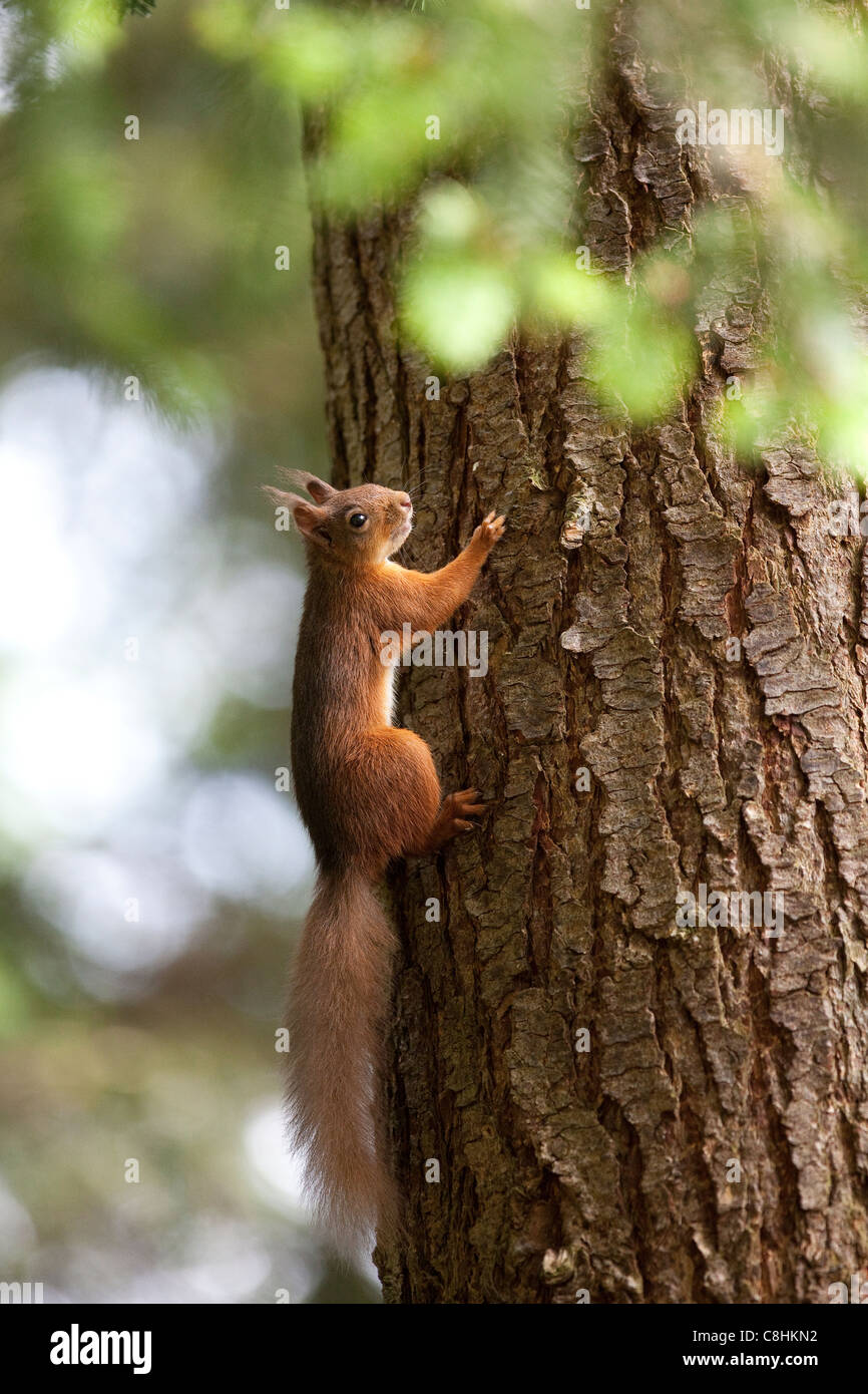 Ardilla roja trepa a un árbol en la región de los lagos Foto de stock