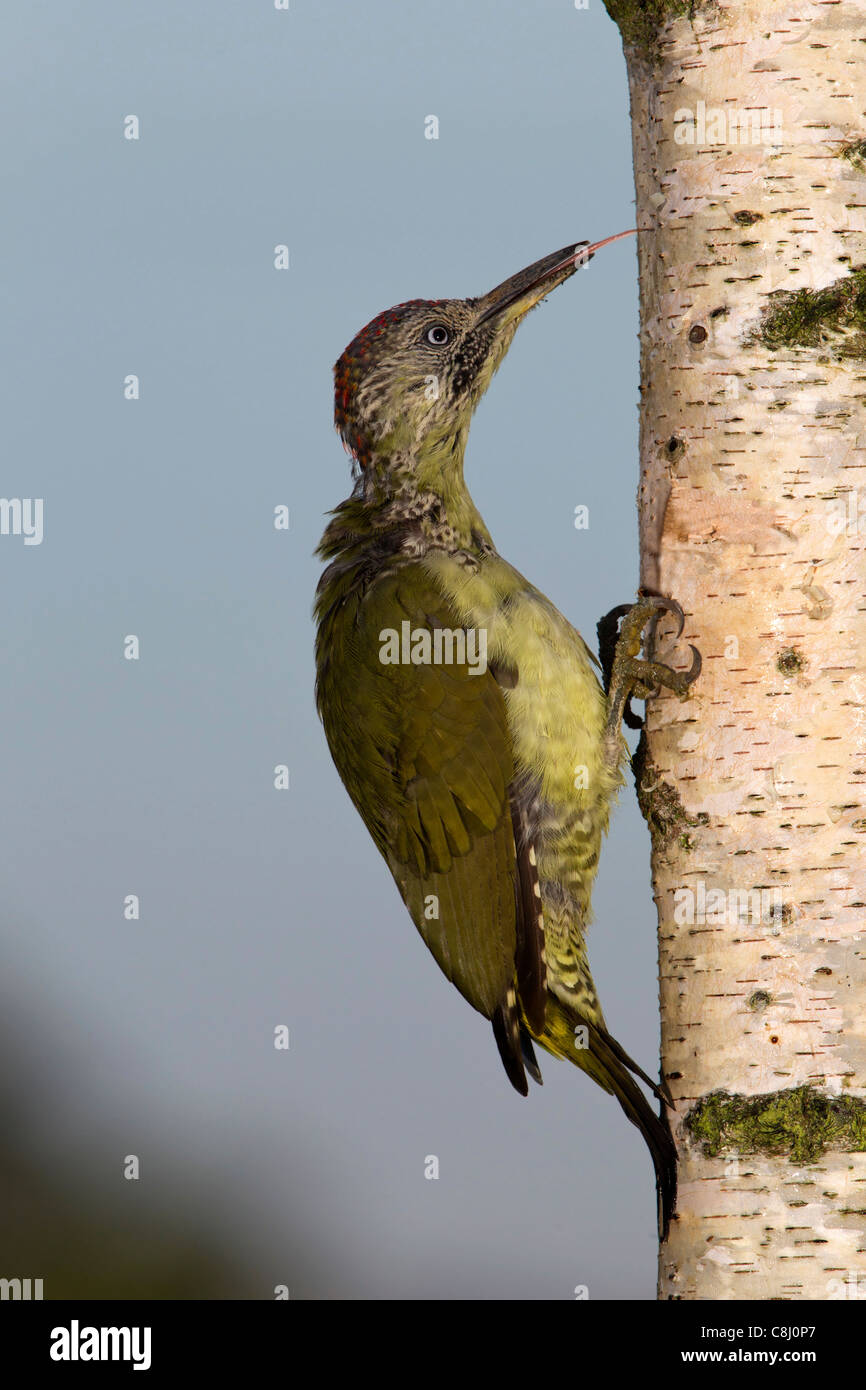 Pájaro carpintero verde juvenil lengua fuera el sondeo de insectos Foto de stock