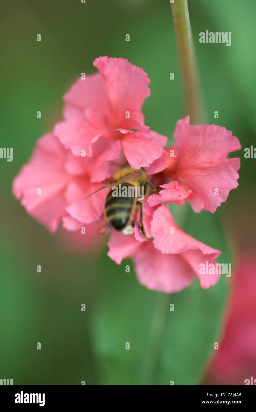 Abeja de Clarkia Foto de stock