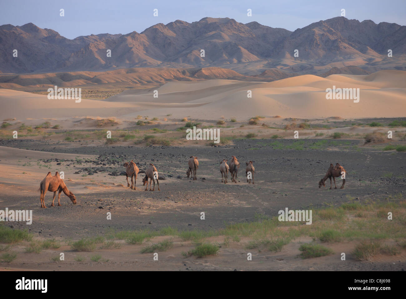 Desierto de Gobi, Mongolia, el desierto frío, camello, Argali-ovejas, Altai, Khongoryn Els, dunas de arena, paisaje Foto de stock