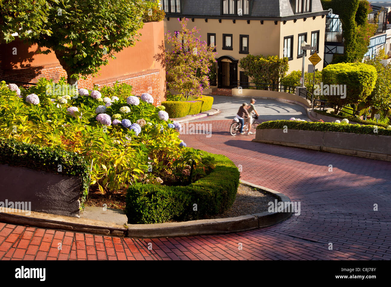 Paseos en bicicleta por la flor bordeado Lombard Street en San Francisco, California, EE.UU. Foto de stock