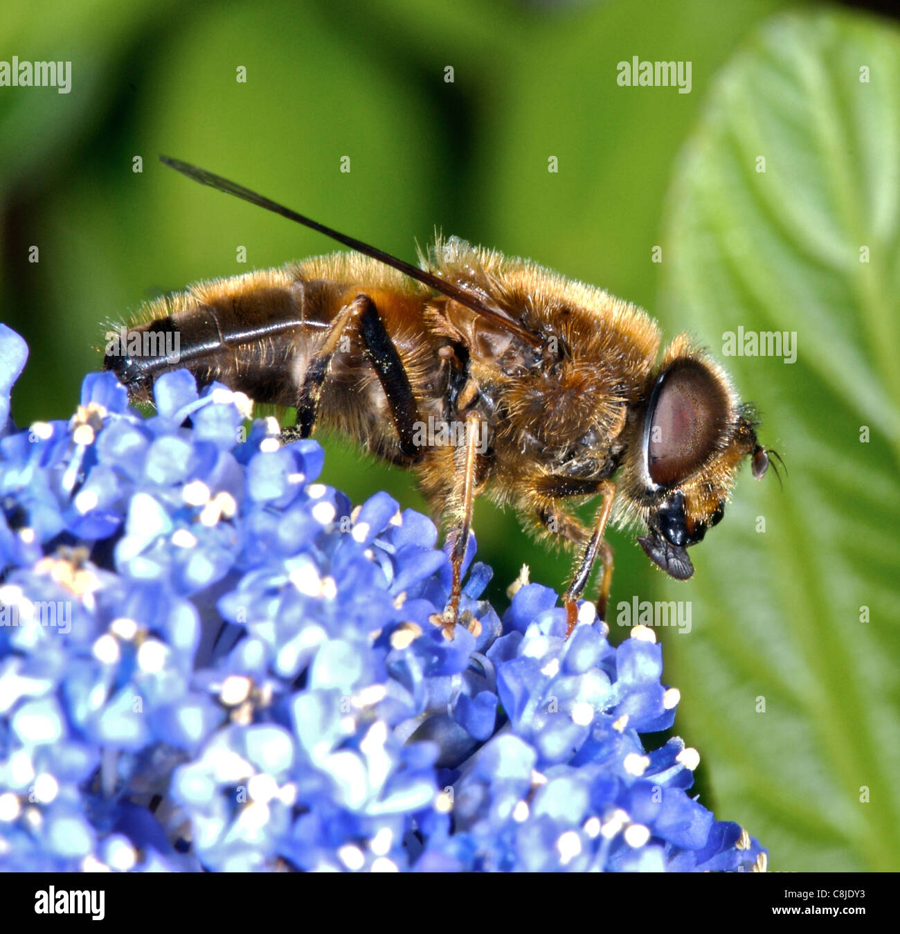 La abeja de miel de abeja (que recolectan néctar y polen) en el REINO UNIDO Foto de stock