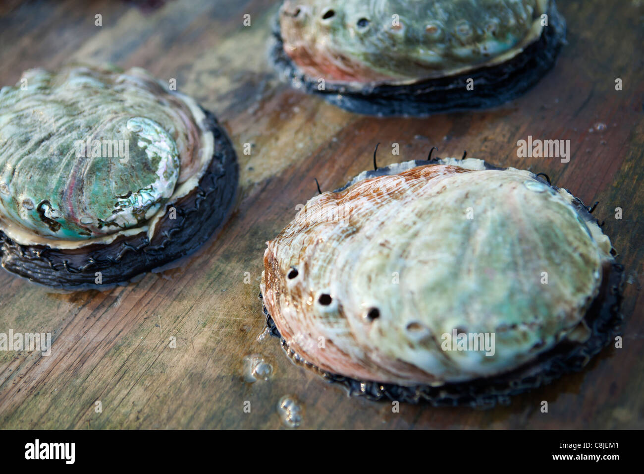 California red abalone fotografías e imágenes de alta resolución - Alamy