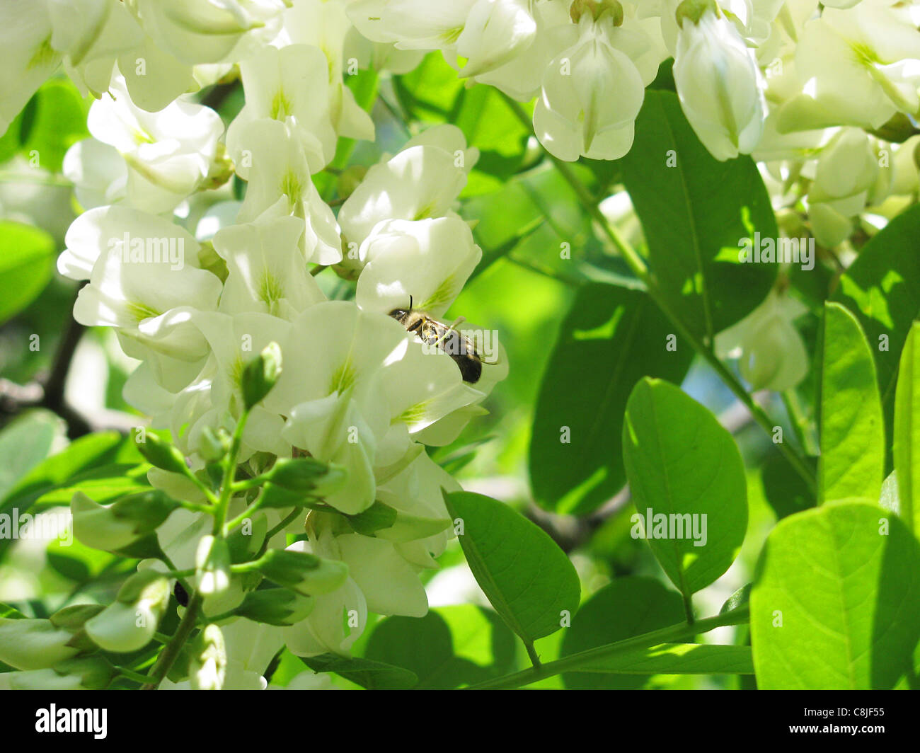 Floración acacia Foto de stock
