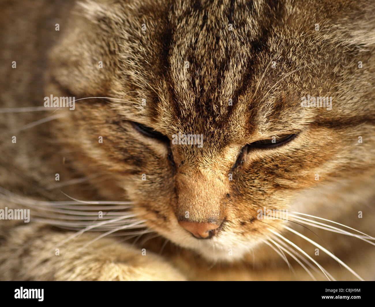 Retrato de un gato montés europeo / Felis silvestris / Europäische Wildkatze Foto de stock