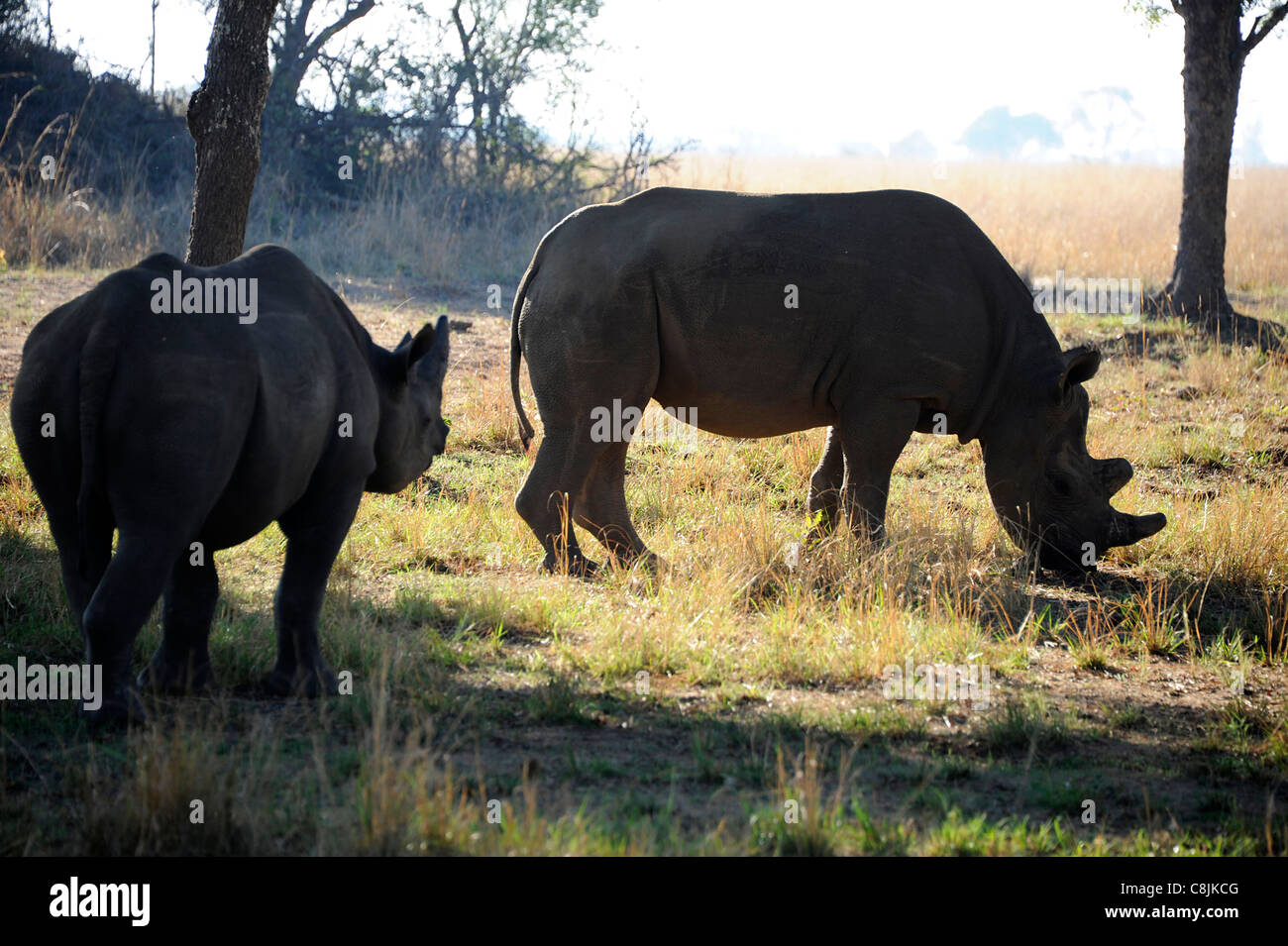 Dos rinocerontes negros navegando en Safari Imire Ranch, Zimbabwe, África. Foto de stock
