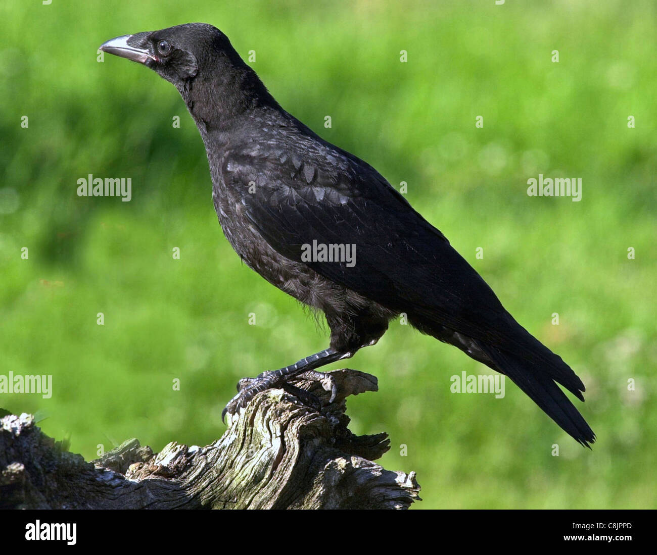 El cuervo Carrion Crow (Latín: Corvus Corone Corone) solitaria ave residente británico desconfía del contacto humano y disfrutando de gran inteligencia. Foto de stock