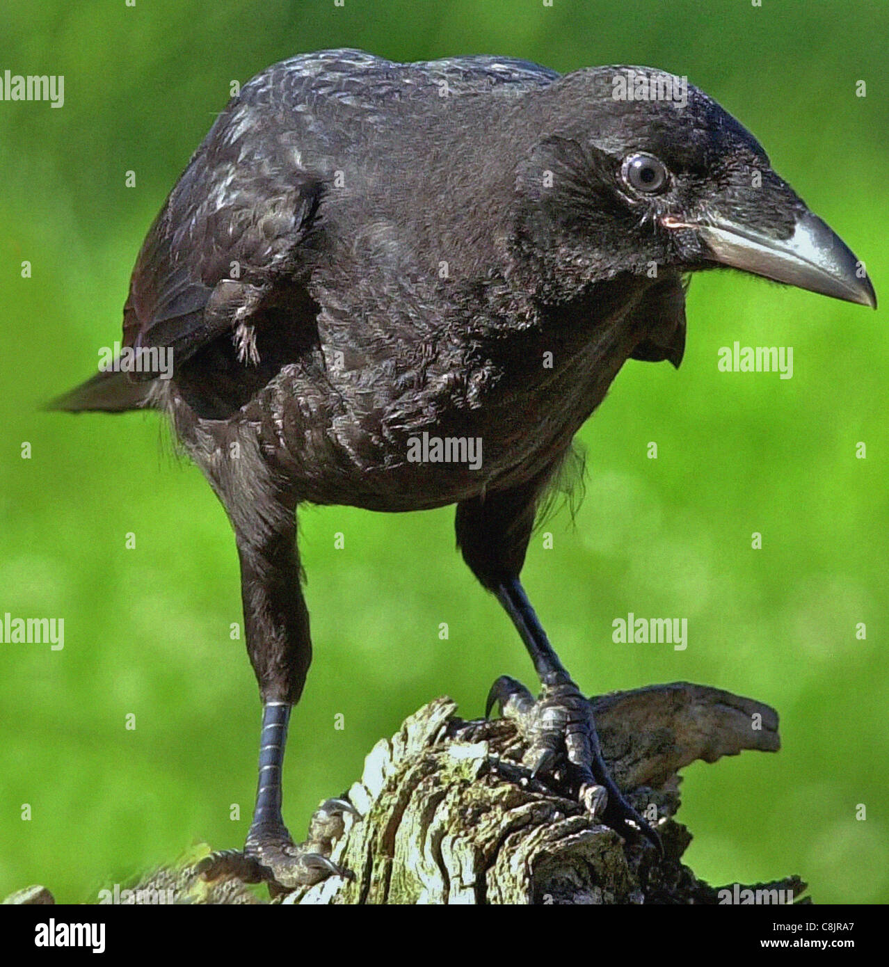 El cuervo Carrion Crow (Latín: Corvus Corone Corone) solitaria ave residente británico desconfía del contacto humano y disfrutando de gran inteligencia. Foto de stock