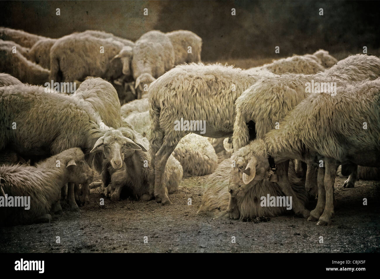 Un rebaño de ovejas en la pintoresca campiña de la Toscana Foto de stock