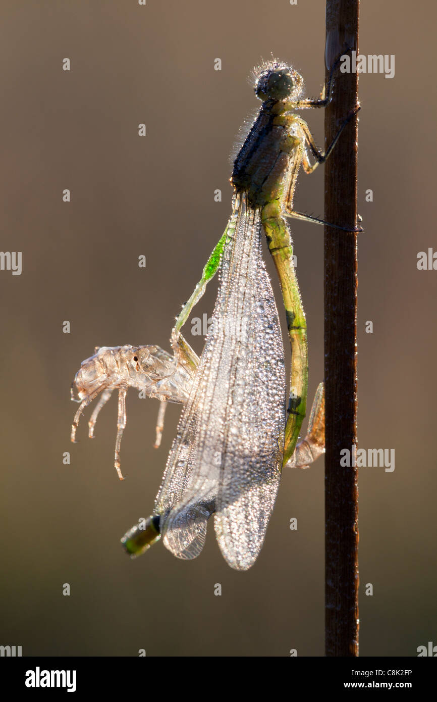 Recién surgido damisela mosca seca en el sol de la mañana en un estanque en Somerset Foto de stock