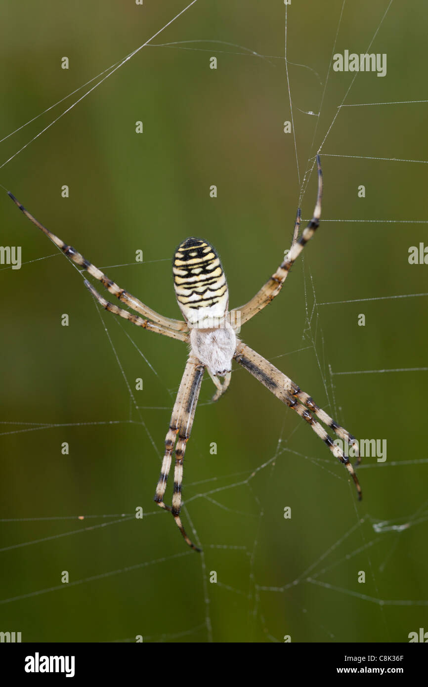 Araña avispa se asienta en rota en web Arne reserva natural en Dorset Foto de stock