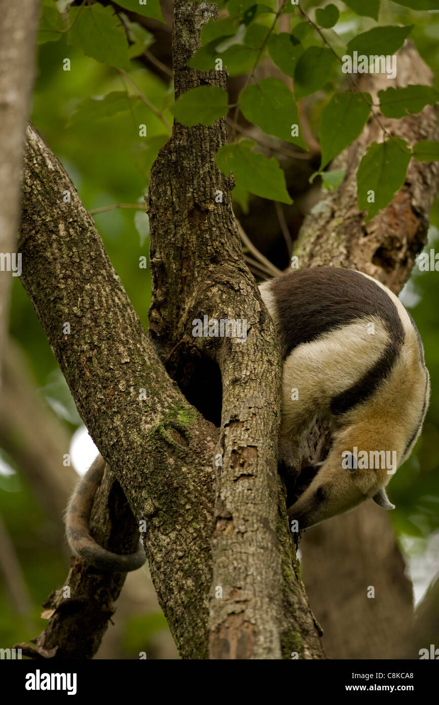Norte de oso melero (Tamandua mexicana) - alimentación - Costa Rica - en el árbol - bosque seco tropical Foto de stock