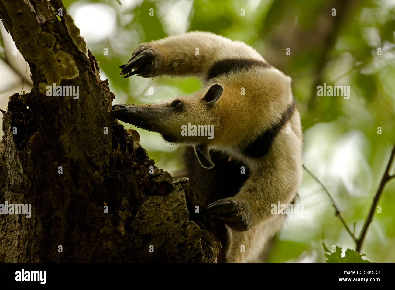 Norte de oso melero (Tamandua mexicana) - alimentación - Costa Rica - en el árbol - bosque seco tropical Foto de stock