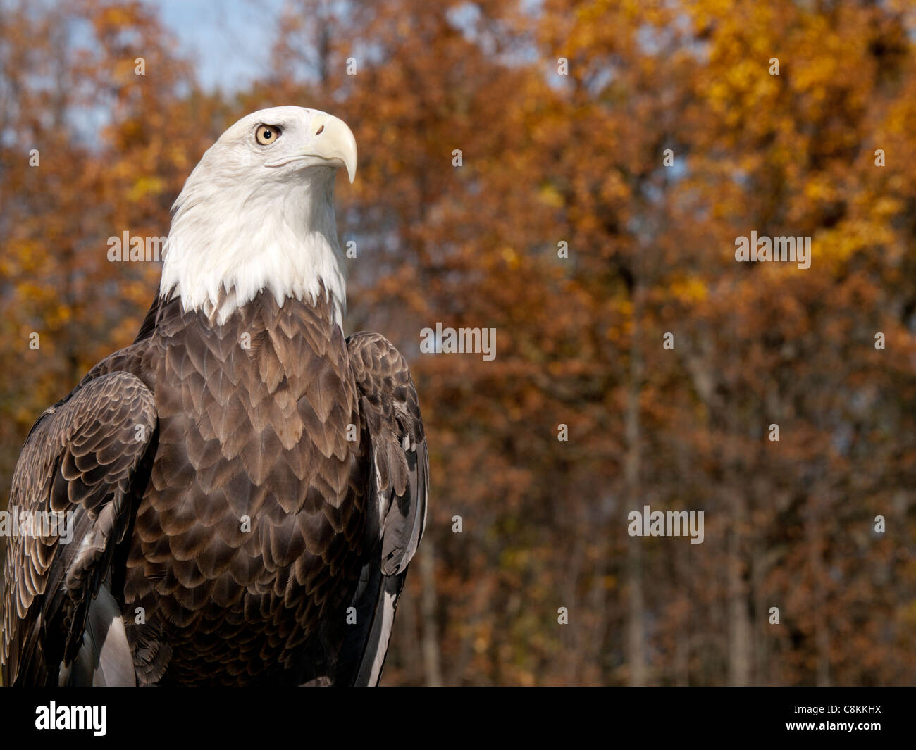 El águila calva contra un hermoso paisaje otoñal de coloridos árboles. El  águila calva es el ave nacional de los  Fotografía de stock - Alamy