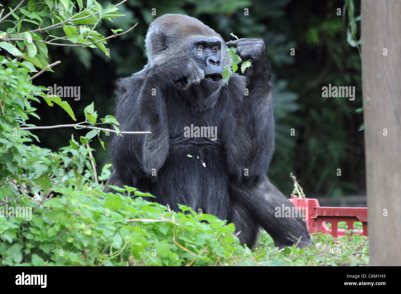 Gorila de las tierras bajas occidentales macho en el parque zoológico de Bristol Foto de stock