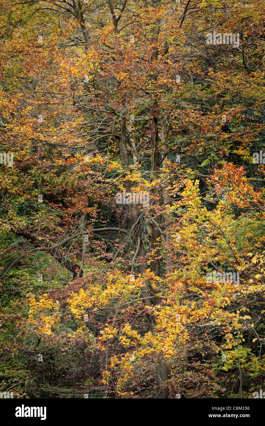 El follaje de otoño de colores brillantes de madera Strid a lo largo de las orillas del río Wharfe en Wharfedale, Yorkshire, Inglaterra Foto de stock