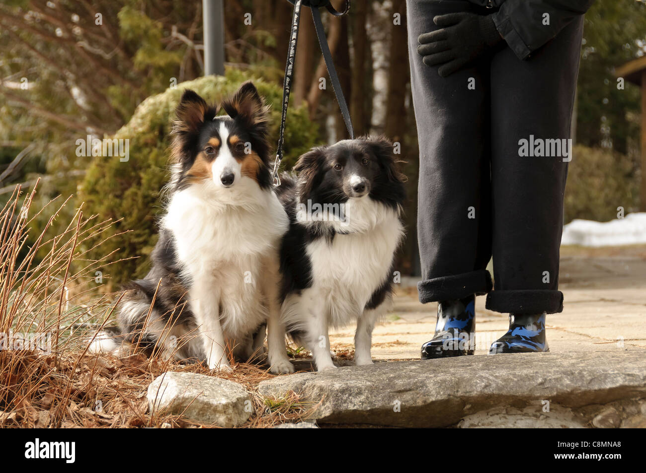 Mujer piernas con perros de pastor cachorros posando para la cámara Foto de stock