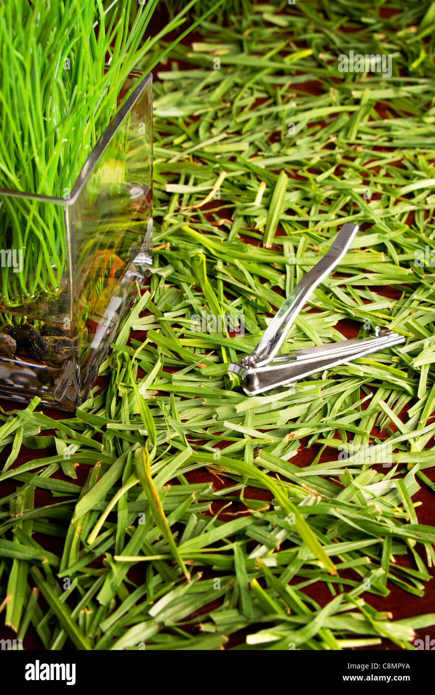 POCO COMÚN ÚNICO MANTENIMIENTO VARIOS VASTO NUTRIR VIBRANTE PASTO ZACATE CORTAUNAS CORTE SERVICIO GARDNER TIJERAS MANTENIMIENTO VERDE DESSTRE FUERA DE SERVICIO IMPAR Foto de stock