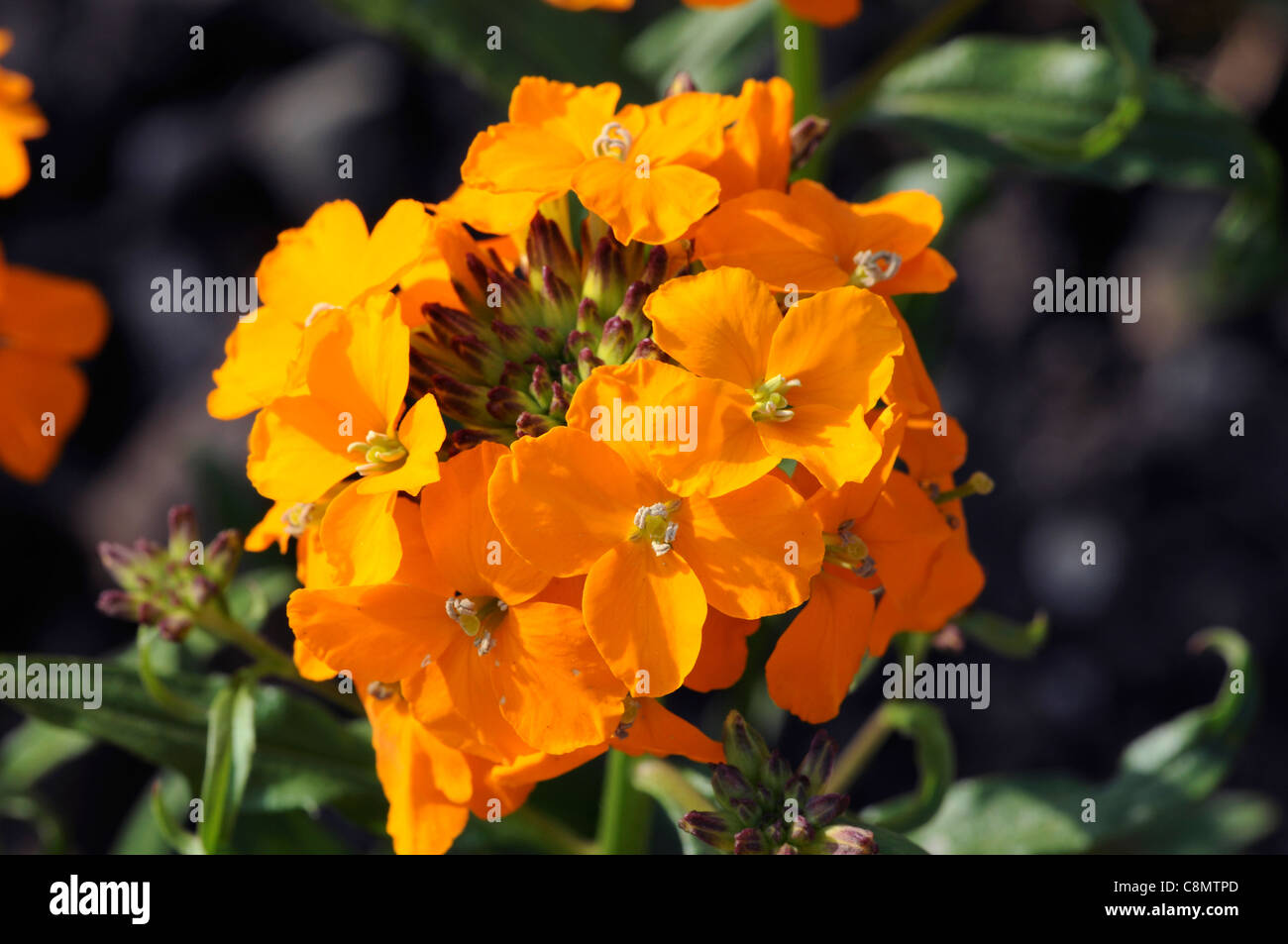 Cheiranthus x allionii alhelí primavera closeup enfoque selectivo pétalos de flores de color naranja brillante retratos de planta perenne Foto de stock