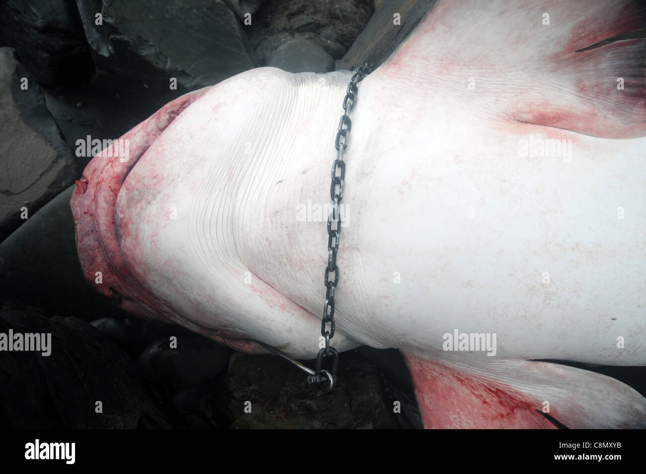 Gran tiburón tigre (Galeocerdo cuvier) asesinados por Queensland, Programa de Control del tiburón arrastrado cerca de Noosa Foto de stock