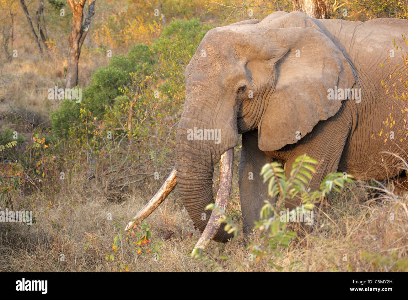 Bull elefante africano (Loxodonta africana) con grandes colmillos, Sabie-Sand reserva natural, Sudáfrica Foto de stock