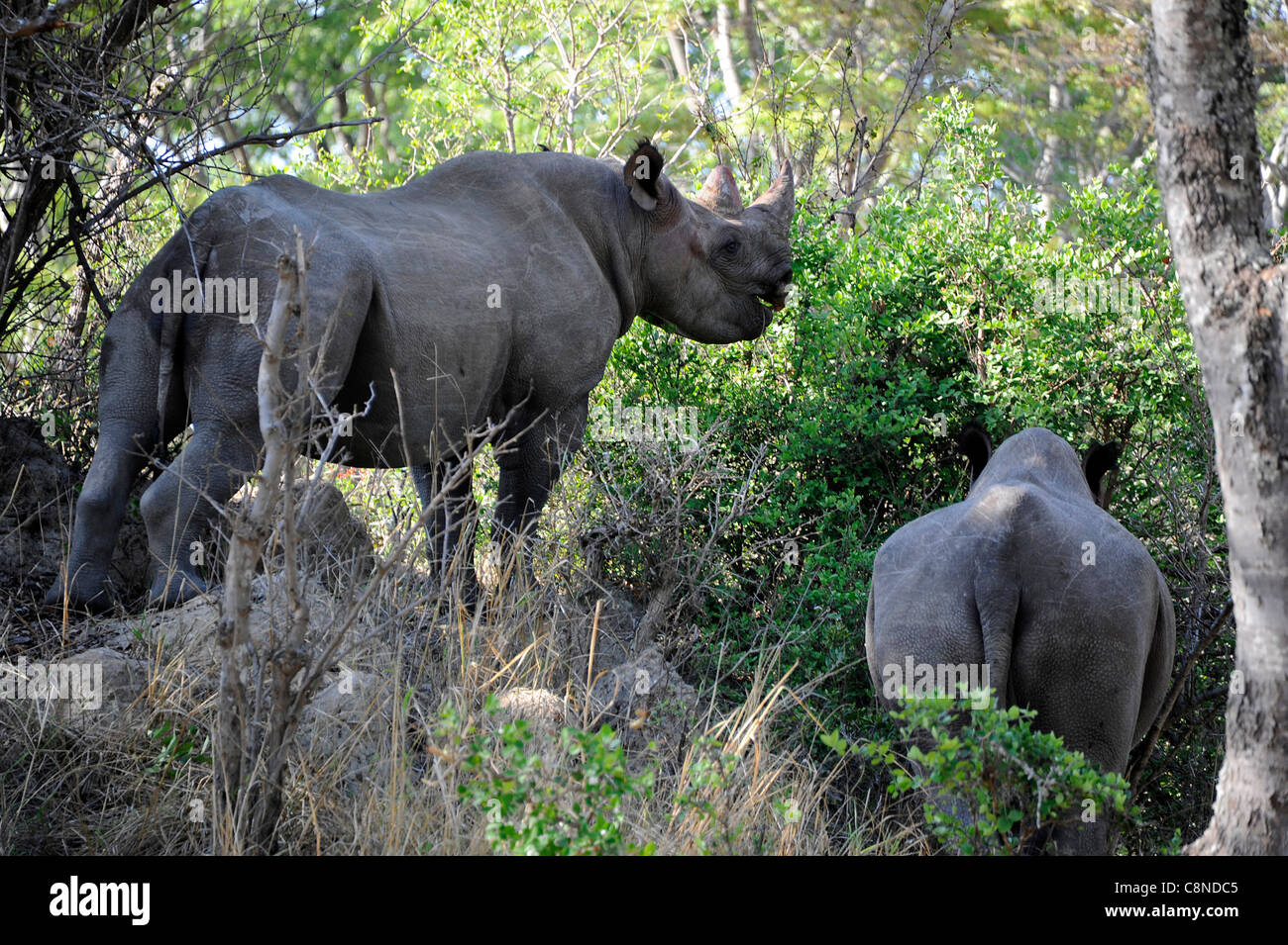 El forrajeo de rinocerontes negros en Imire Saffari Ranch, Zimbabwe. Foto de stock