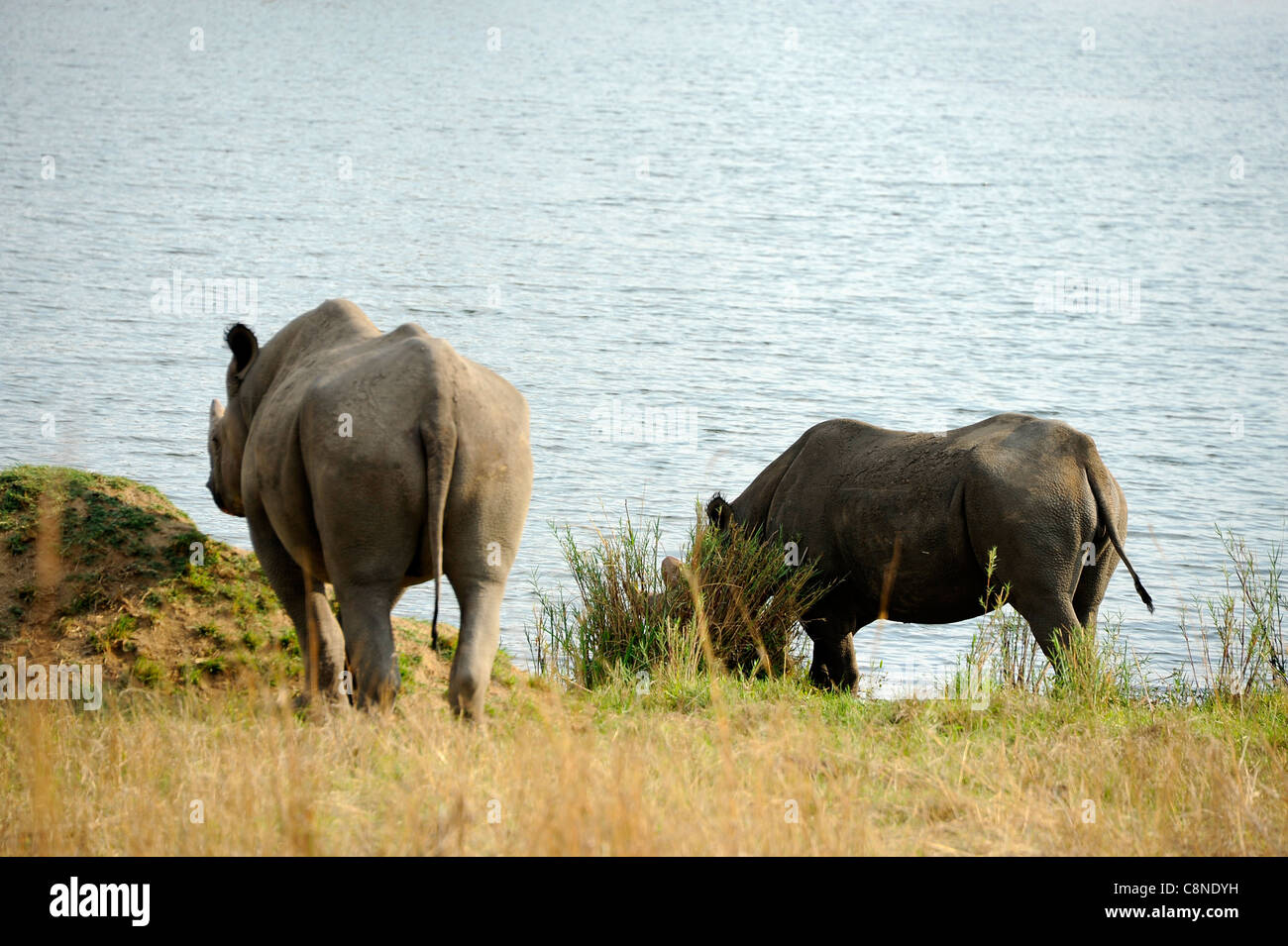 Sed beber de rinoceronte negro desde la represa de Imire Safari Ranch, Zimbabwe. Foto de stock