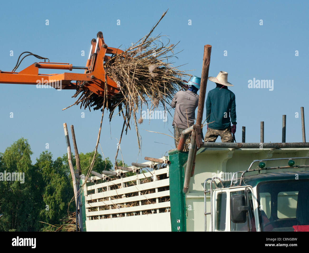 La caña de azúcar que se carga en un camión en una granja de Isan, en el noreste de Tailandia. Foto de stock