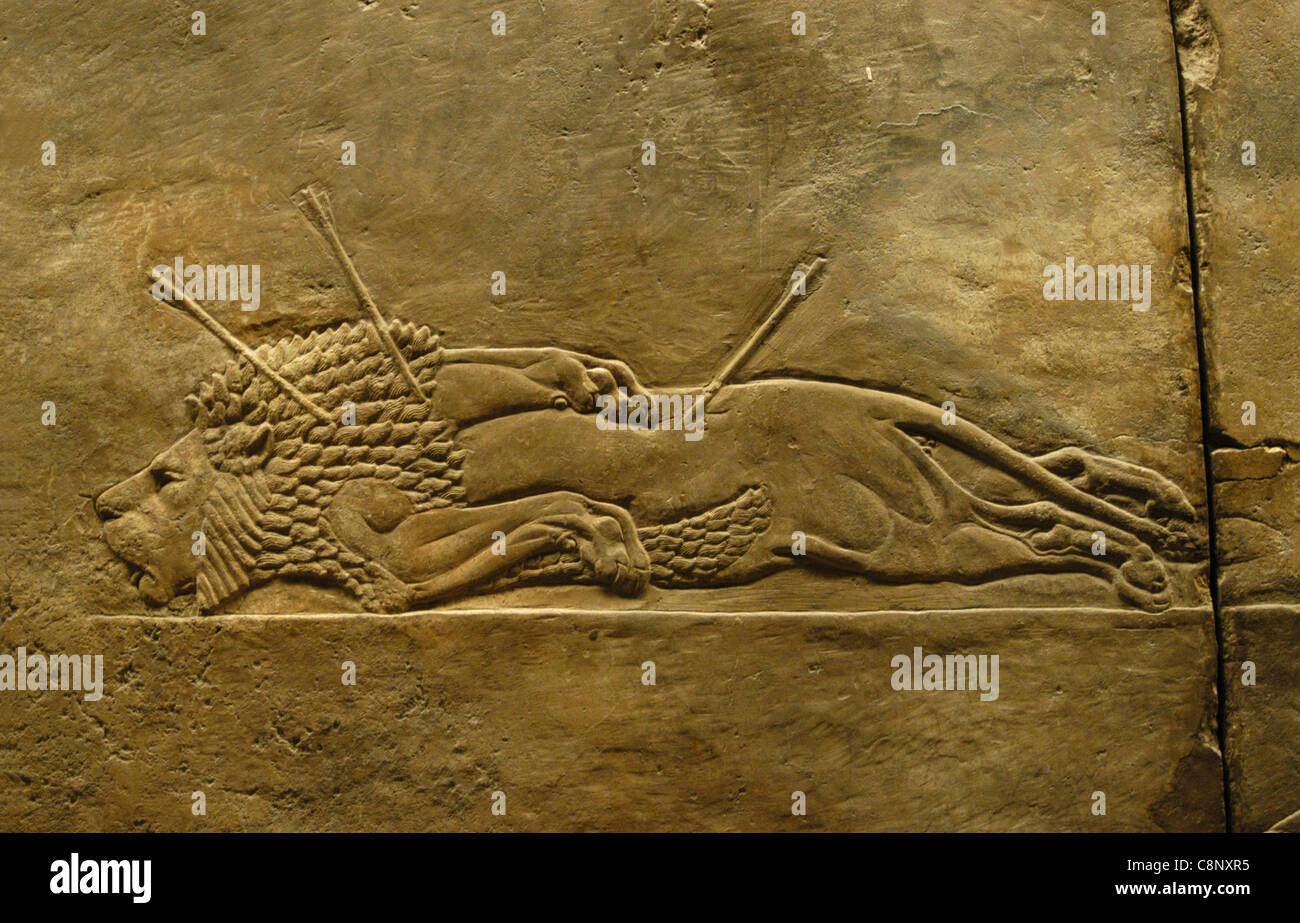 Relieve Asirio de la caza de leones real del Rey Ashurbanipal vistos en el  Museo Británico de Londres, Inglaterra, Reino Unido Fotografía de stock -  Alamy
