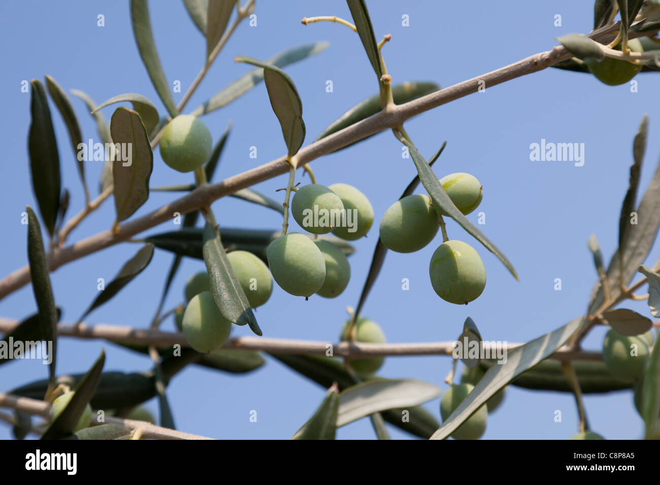 Aceitunas frescas en un árbol Foto de stock