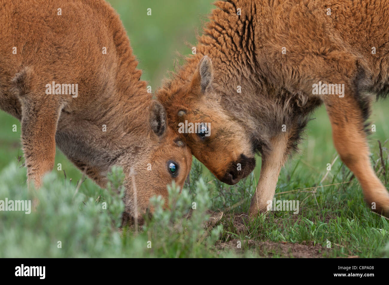 Sparring de terneros (bison Bison bison), el Parque Nacional Yellowstone, Wyoming Foto de stock