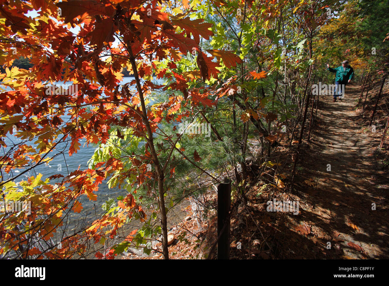 Un sendero para caminatas en Walden Pond, Concord, Massachusetts Foto de stock