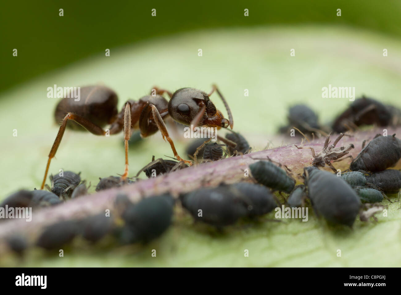 Hormiga negra de jardín bebidas Honey Dew excretado por los áfidos negro en un jardín de Hampshire Foto de stock