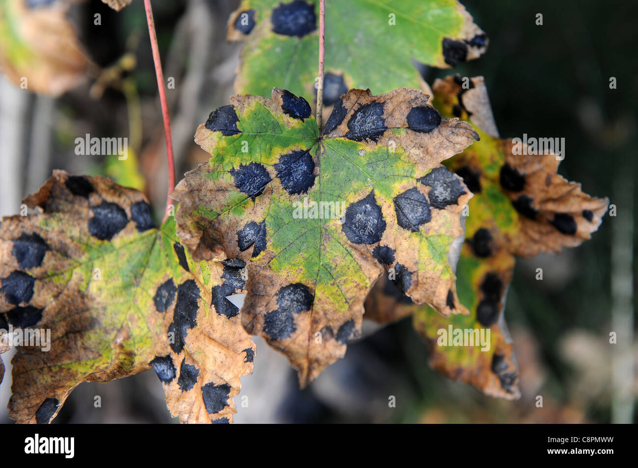 Las hojas del árbol sicómoro con tar Spot (hongo Rhytisma acerinum) Foto de stock