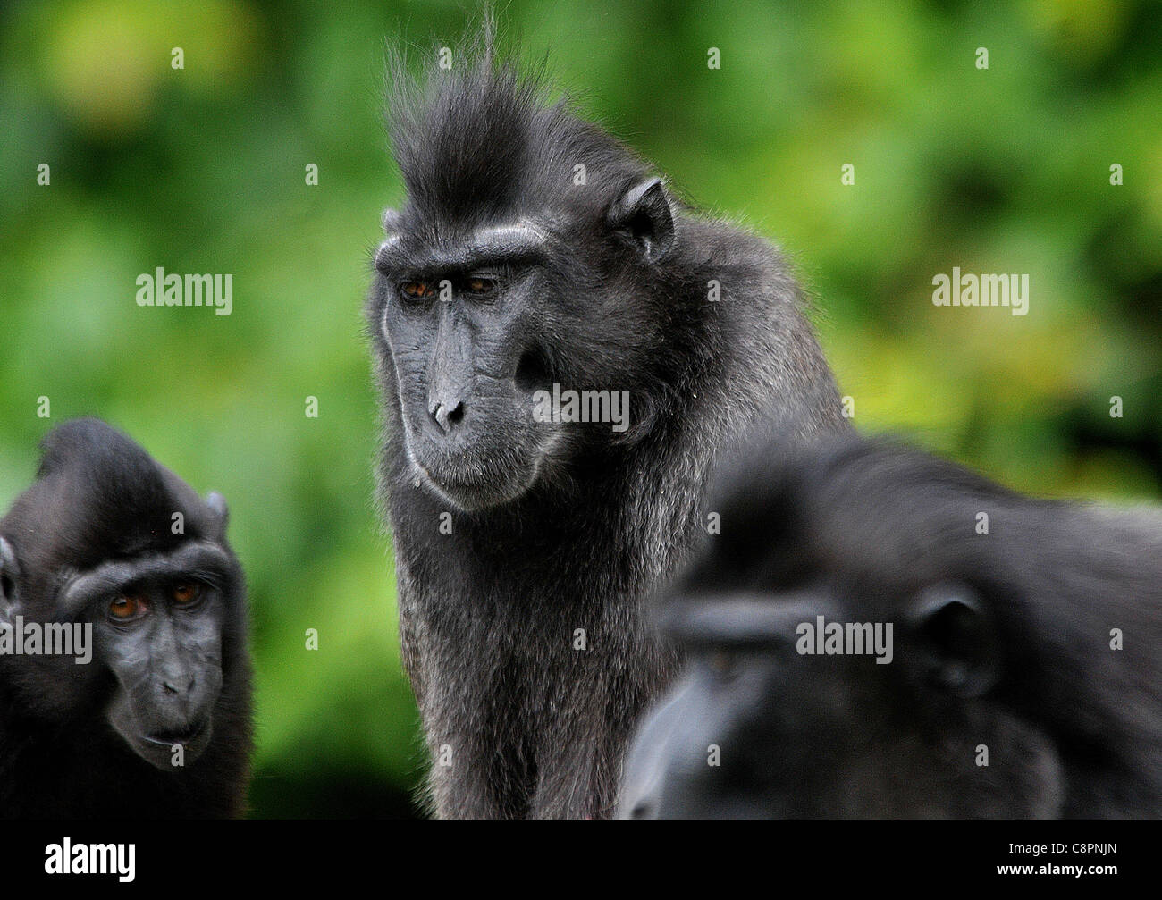 El macaco negro crestado de Sulawesi, el Zoológico de Jersey. Foto de stock