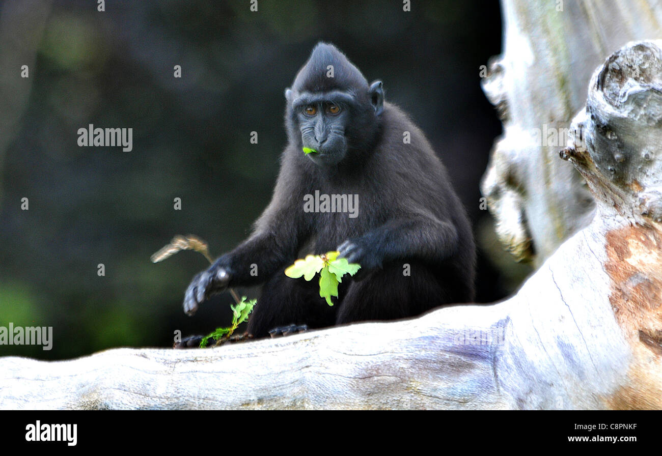 El macaco negro crestado de Sulawesi, el Zoológico de Jersey. Foto de stock