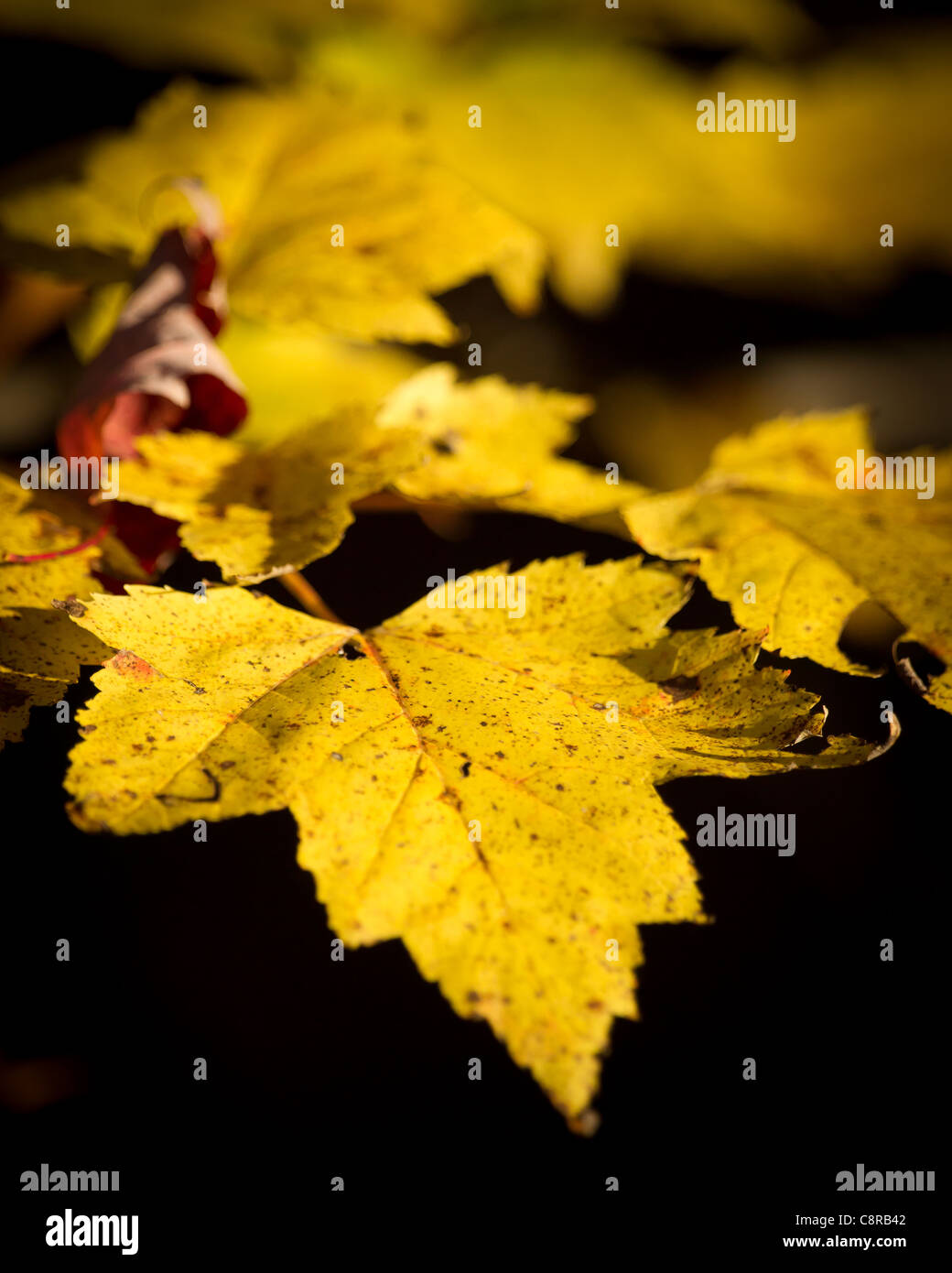 Un primer plano de imagen amarillo maple leaf en su caída color con poca profundidad de campo. Foto de stock