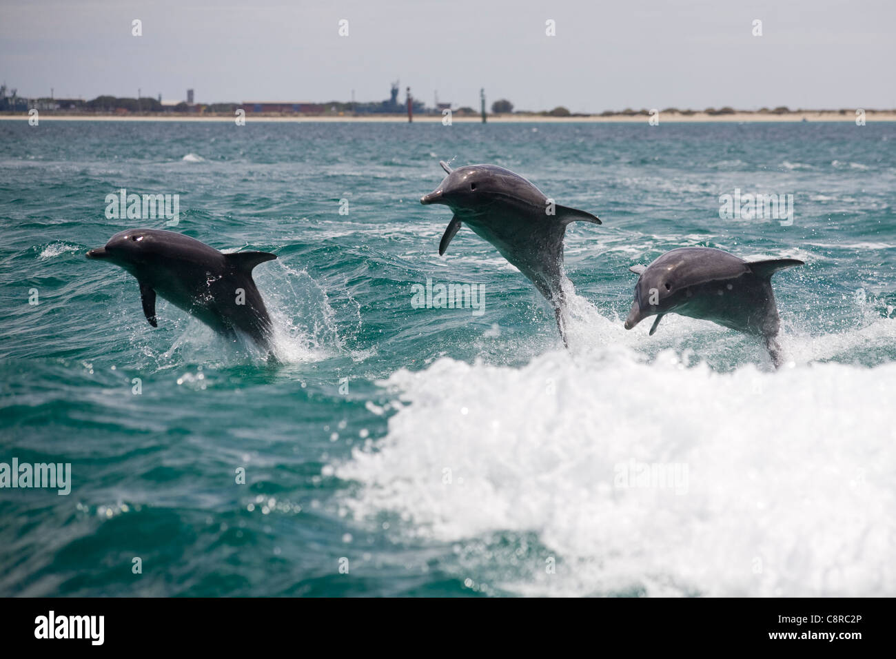 Los delfines saltan en la estela de un bote Foto de stock