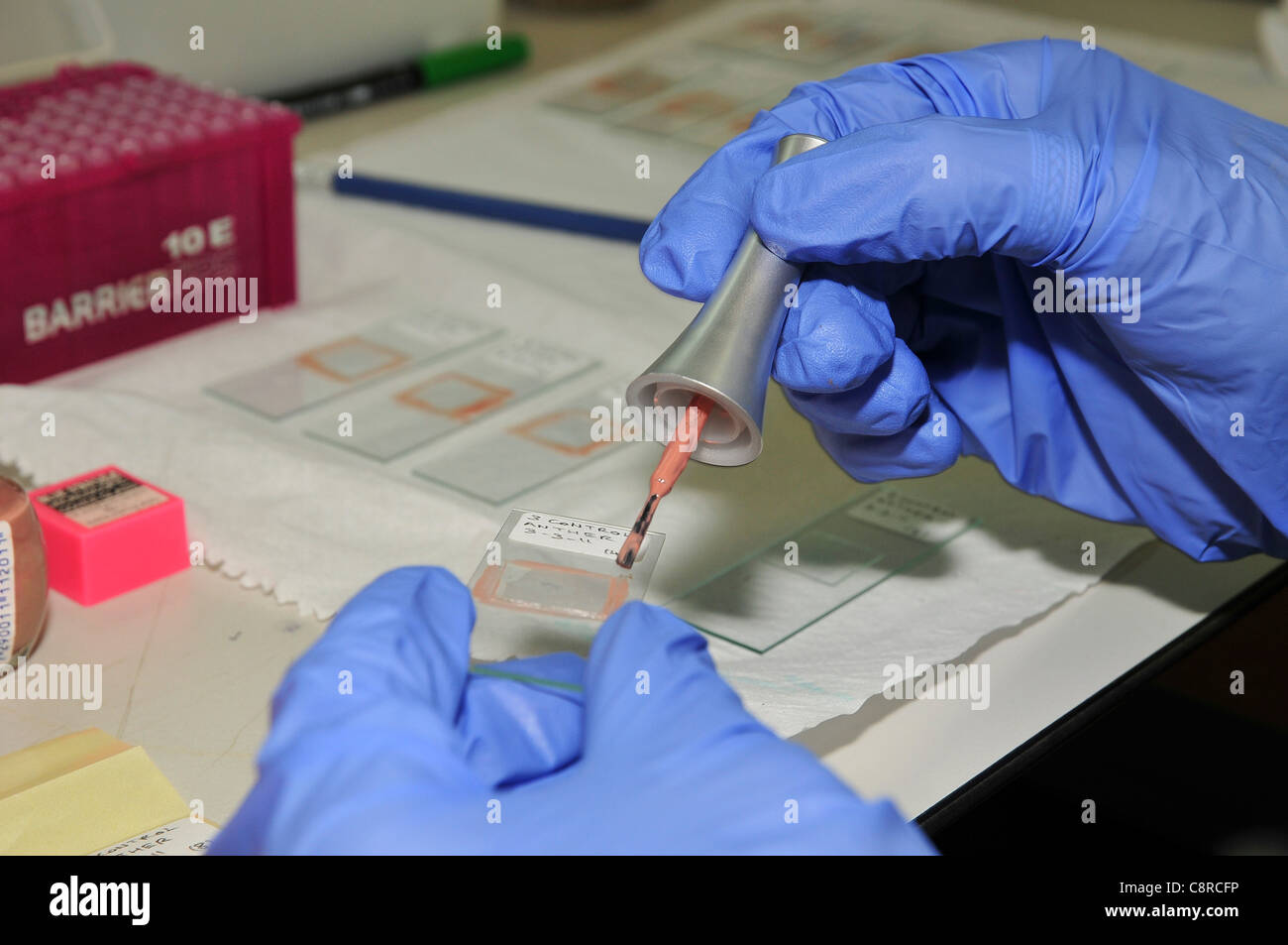 Preparación de la muestra para ver diapositivas bajo un microscopio óptico.  Esmalte de uñas se utiliza para fijar la cubierta de vidrio en su lugar  Fotografía de stock - Alamy