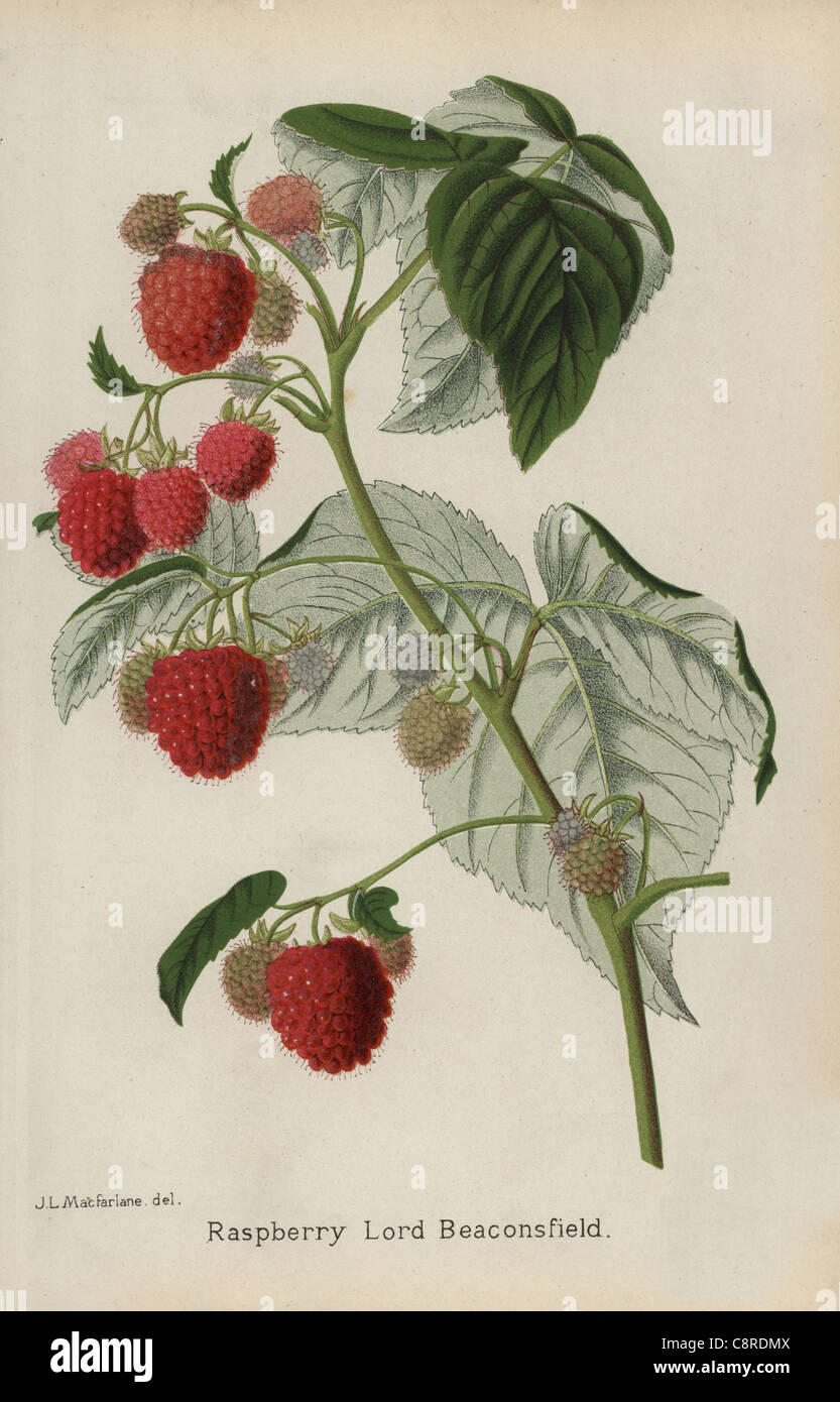 Variedad de frambuesa, Lord Beaconsfield, Rubus idaeus. Foto de stock
