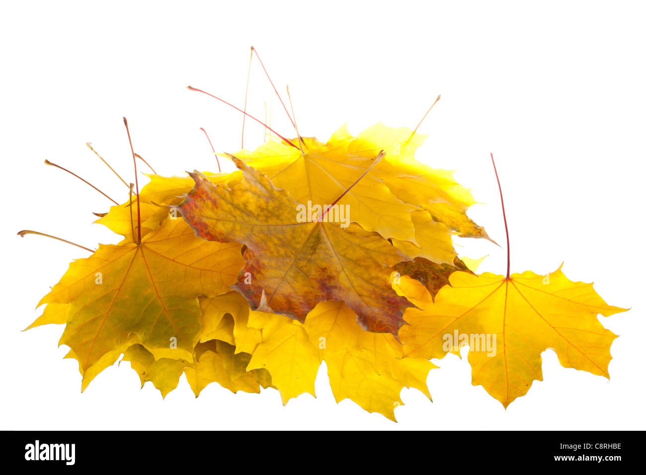 Otoño colorido hojas de arce aislado en blanco Foto de stock